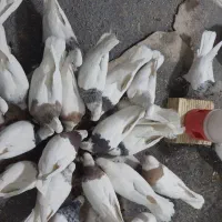 کبوتر،کفتر،طوقی|پرنده|شاهینشهر, گرگاب|دیوار