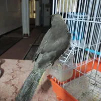 عروس هلندی|پرنده|خرمشهر, |دیوار