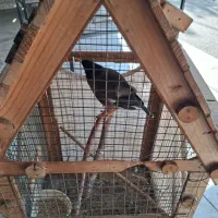 مینا تازه بالغ شده با قفس|پرنده|چهاردانگه (تهران), |دیوار