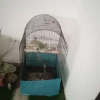 شاه طوطی با قفس سالم،وخیلی،سرحال|پرنده|سنندج, |دیوار