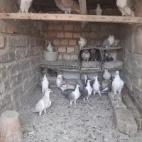 ی بوم دمگیر|پرنده|اصفهان, جاوان|دیوار