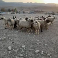 ۲۶راس شیشک میش ترکی داشتی صحرایی آبستن