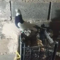 باسلام به عشقبازان عزیز ۲عدد کفتر نر