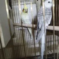 عروس هلندی مولد|پرنده|کاشان, باغ ماجد|دیوار