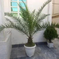 فروش نهال  نخل