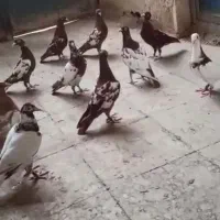 فروش ده عدد کفتر میلیمینز درجه یک