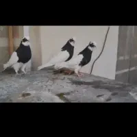 طوقی|پرنده|شیبکوه (فارس), |دیوار