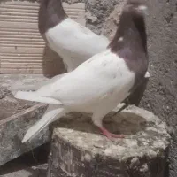 کبوتر قرمزی باش|پرنده|اهر, |دیوار