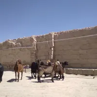 بره نر و بزغاله