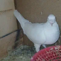 کفتر ساده سبز       سفید آلمانی