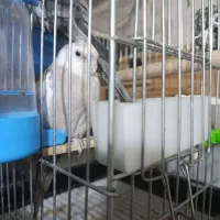 عروس هلندی جفت