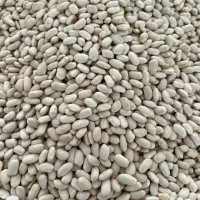 لوبیا قرمز سفید|خوردنی و آشامیدنی|اسفراین, |دیوار