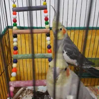 یک جفت طوطی عروس نر سخنگو یک میلیون|پرنده|لاهیجان, کوی زمانی|دیوار