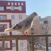 کفتر.معاوضه|پرنده|هشتگرد, فاز ۷ مهستان|دیوار