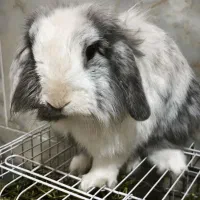 واگذاری خرگوش لوپ