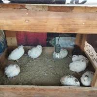 بلدرچین|حیوانات مزرعه|قشم, |دیوار