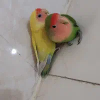 یک جفت کوتوله دستی