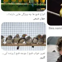 گمشده