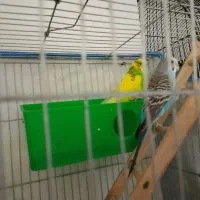 مرغ عشق|پرنده|ملارد, |دیوار