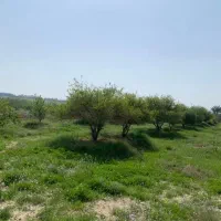 زمین نخل|خدمات باغبانی و درختکاری|برازجان, |دیوار