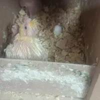 عروس هلندی جفت|پرنده|بهارستان, |دیوار