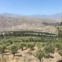 زمین باغی ۳هزارمتر با ۷۰تا نهال زیتون|فروش زمین و ملک کلنگی|رودبار, |دیوار