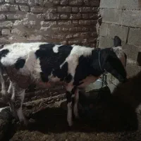 گوساله ماده|حیوانات مزرعه|دوزین, |دیوار