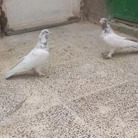 کفتر خوب بدرد بخور