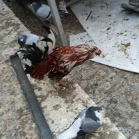 خروس گلین چهل تاج|حیوانات مزرعه|شاهین‌شهر, فردوسی|دیوار