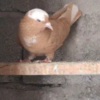 ساری عرب مایا