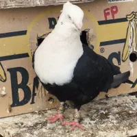 کل سفید کربلایی کلاغ سیاه واکسی نر