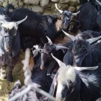 فروش بزغاله نر