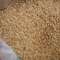 فروش جو