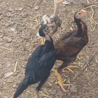 جوجه لاری و بوقلمون