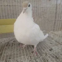 کفتر سرحال|پرنده|نیشابور, شهید بهشتی|دیوار