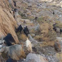 ۱۴راس بز جوان|حیوانات مزرعه|کوهدشت, |دیوار