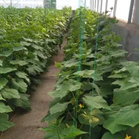 گلخانه|فروش زمین و ملک کلنگی|خلیل آباد, |دیوار