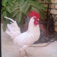 خروس خانگی