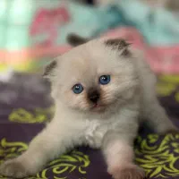 اسکاتیش پوینت لانگ هیر نر