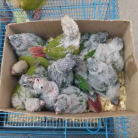 جوجه طوطی گرینچیک سرلاکی تا دونه خور گرین جیک|پرنده|بندرعباس, |دیوار
