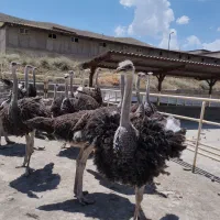 فروش شترمرغ زنده قپان