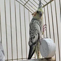 ۴ عدد عروس هلندی بفروش میرسد|پرنده|تهران, فرزانه|دیوار