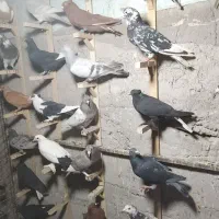 38تانرسوراخ مفت