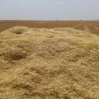کاه دیم تحویل درب انباری با گونی ۱۴ هزار