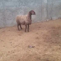 ۱ راس بره ماده قلم دار درشت داشتی گله گرد جمی