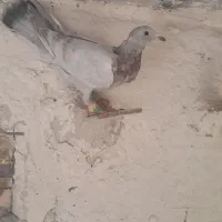 کفترهفرنگ پرنده|پرنده|الوند, |دیوار