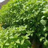 سبزی محلی
