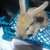 خرگوش لپ