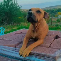 پیتبول ماده