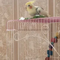 عروس هلندی گم شده کسی پیدا کرد مژدگانی دارد|پرنده|کهنوج, |دیوار